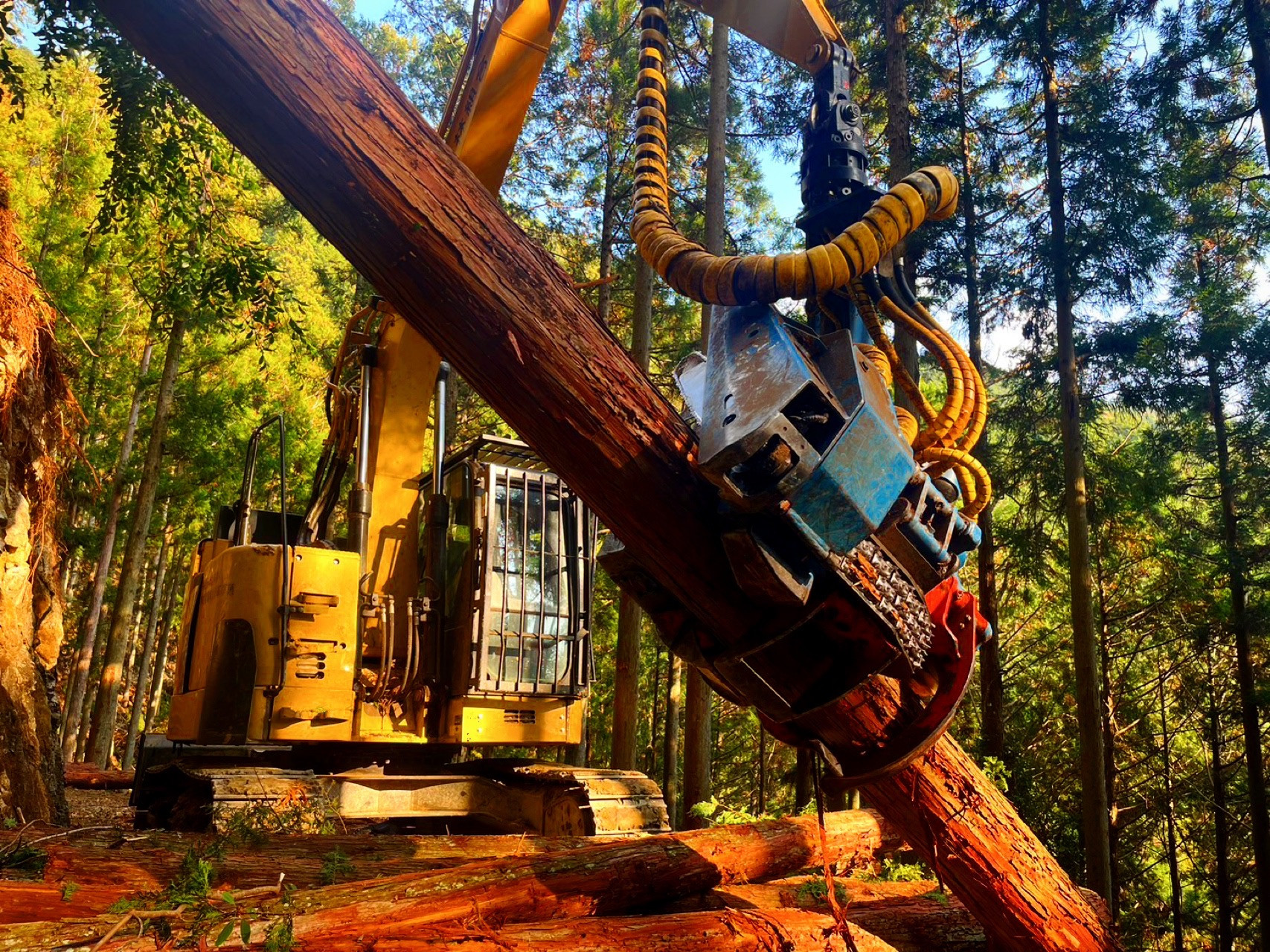 高性能林業機械（ハーベスタ）を使用した木材搬出の作業の様子