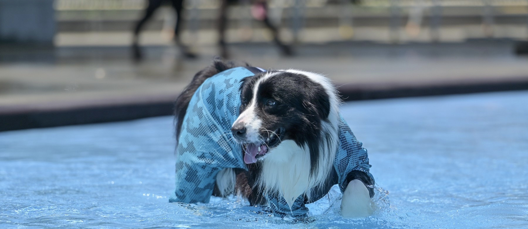 ノアールケンネル ボーダーコリー専門犬舎 norru kennel NORRU ノアールケンネル ボーダーコリー専門犬舎 norru kennel NORRU