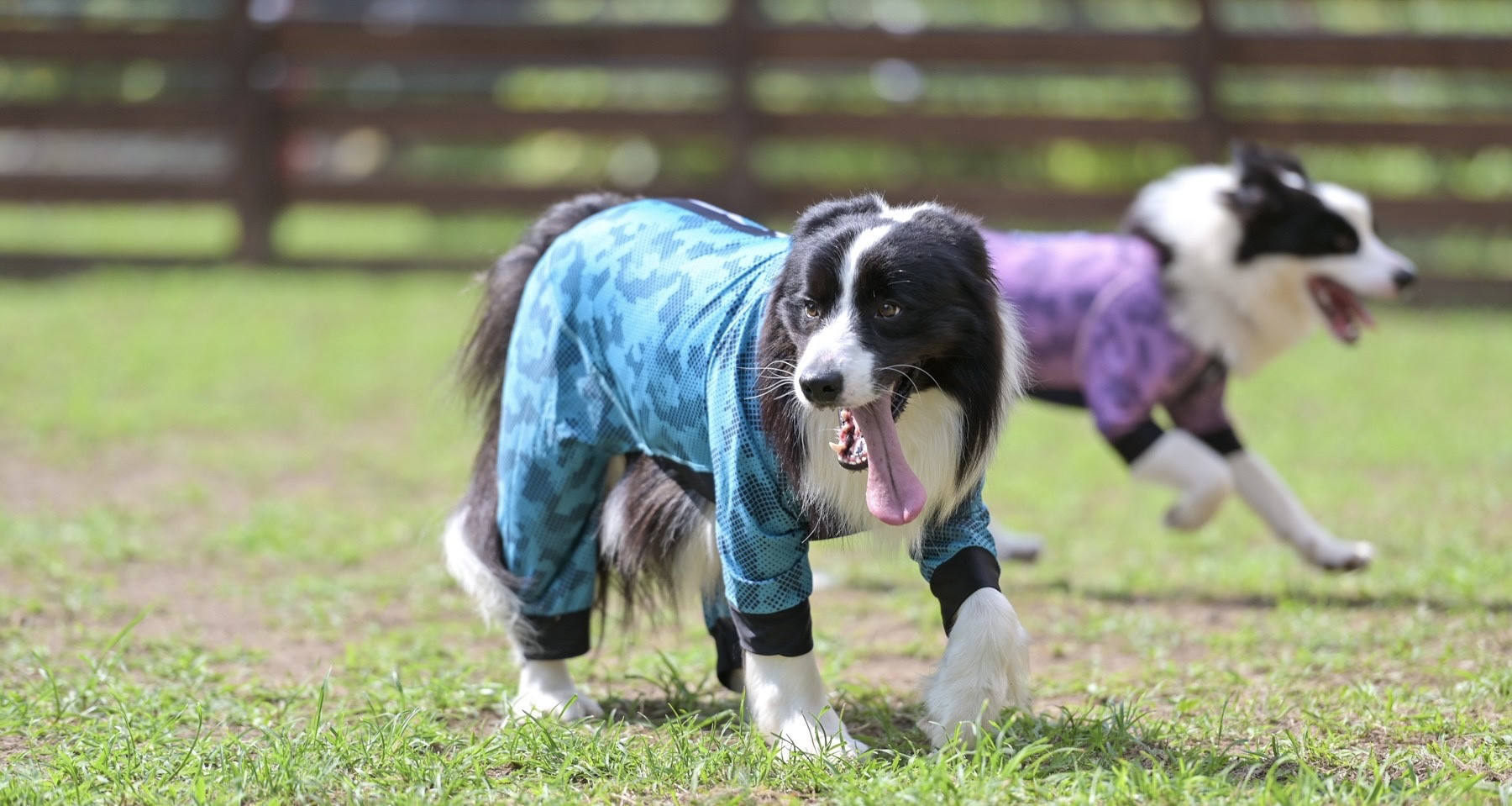 ノアールケンネル ボーダーコリー専門犬舎 norru kennel NORRU