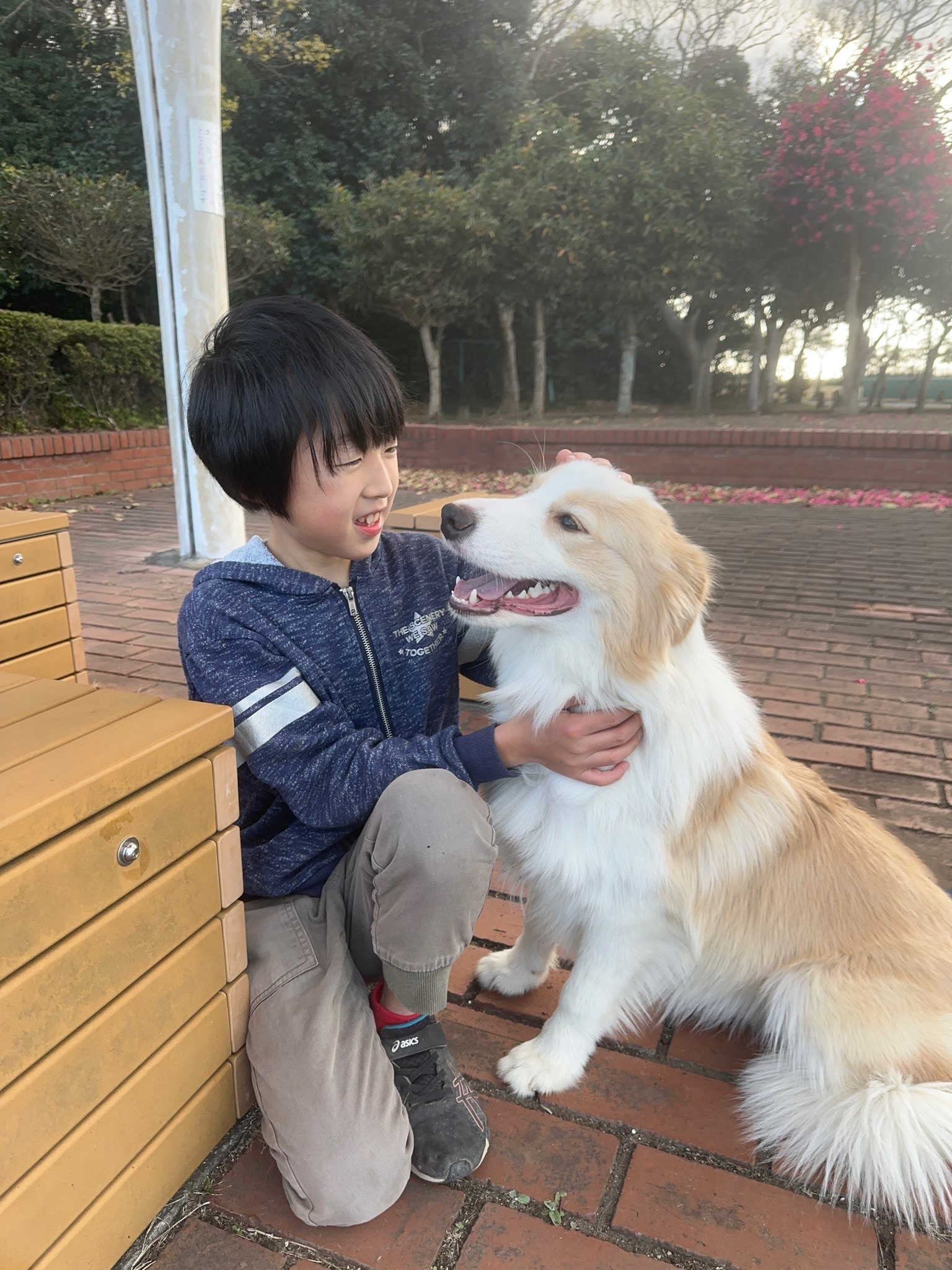 ノアールケンネル ボーダーコリー専門犬舎 norru kennel NORRU