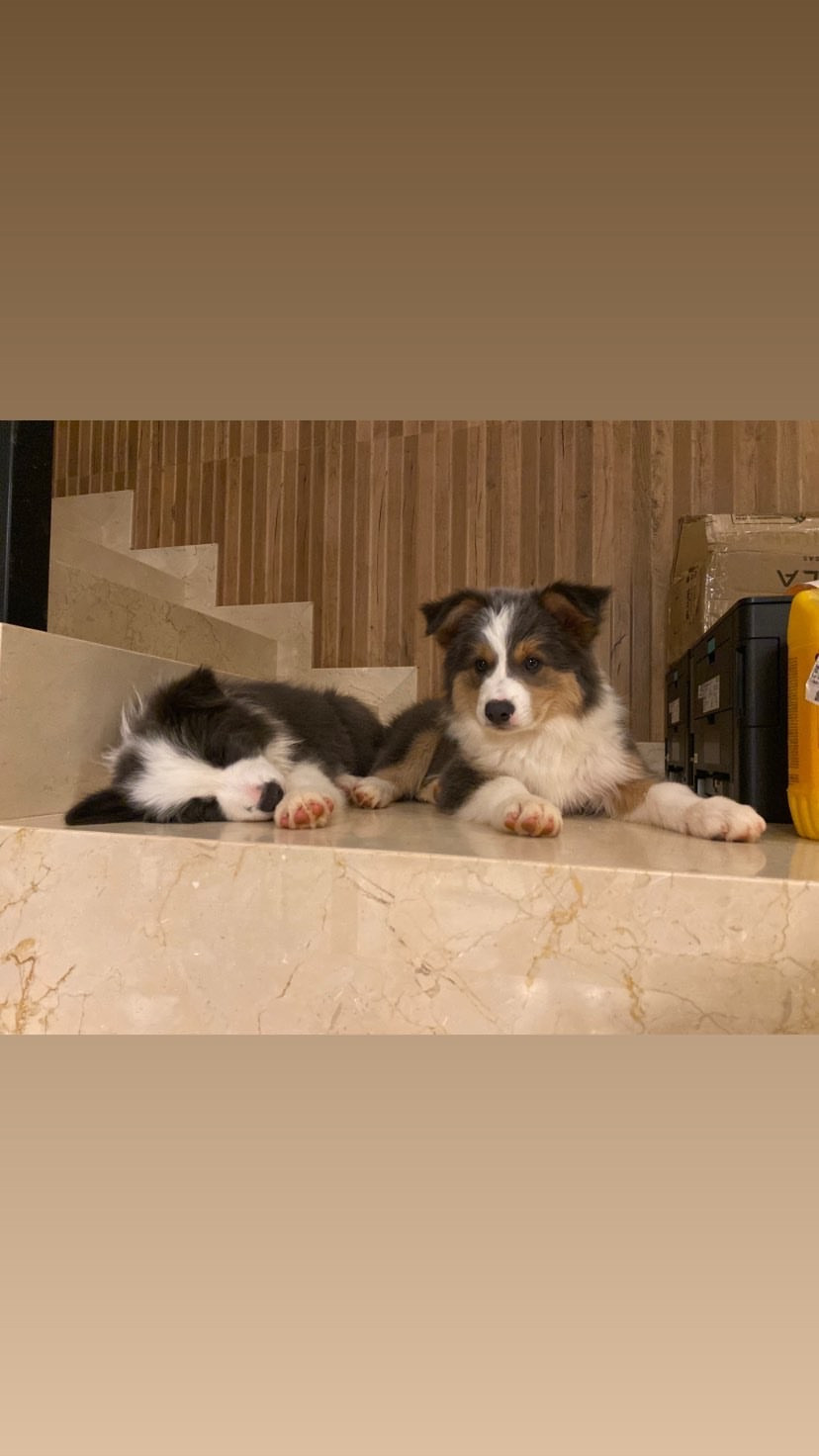 ノアールケンネル ボーダーコリー専門犬舎 norru kennel NORRU ノアールケンネル ボーダーコリー専門犬舎 norru kennel NORRU