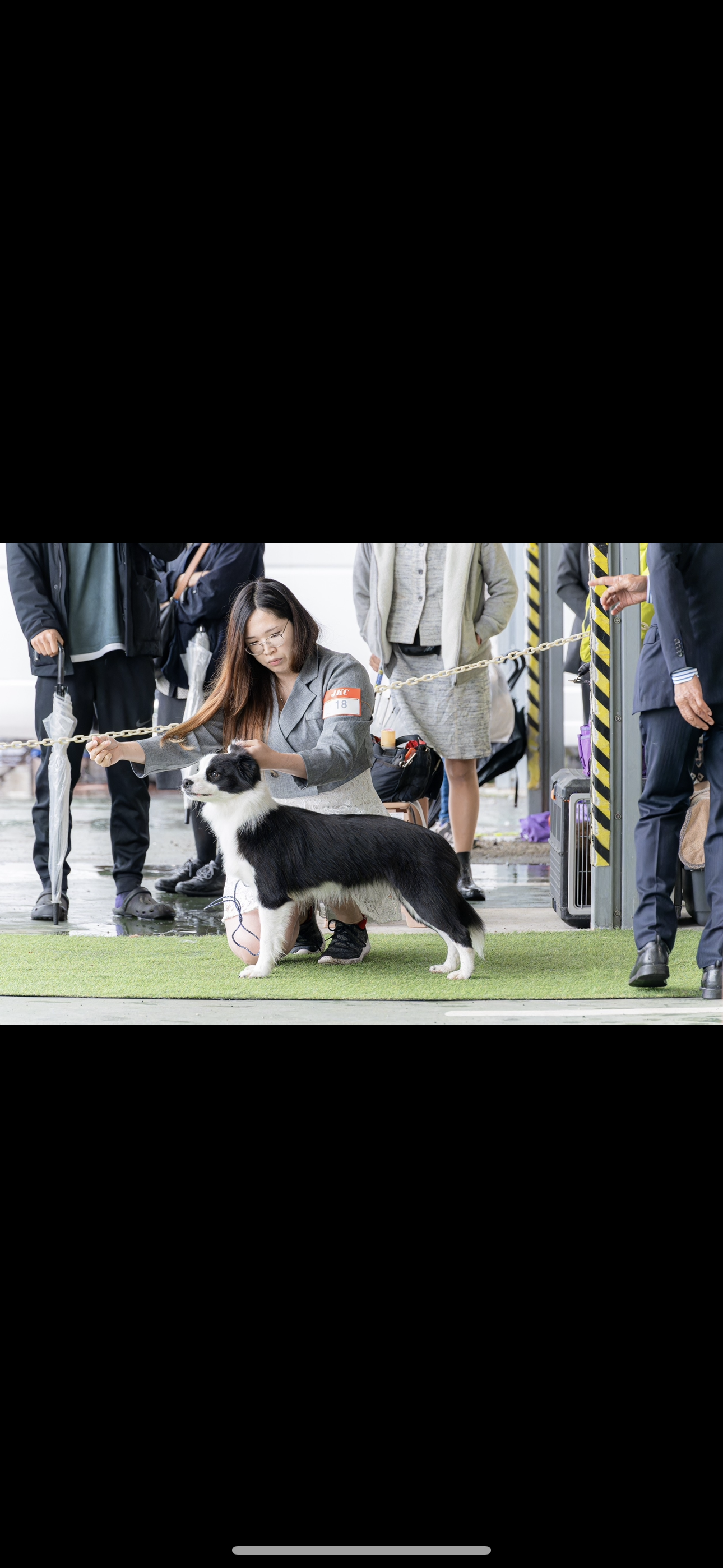 ノアールケンネル ボーダーコリー専門犬舎 norru kennel NORRU ノアールケンネル ボーダーコリー専門犬舎 norru kennel NORRU