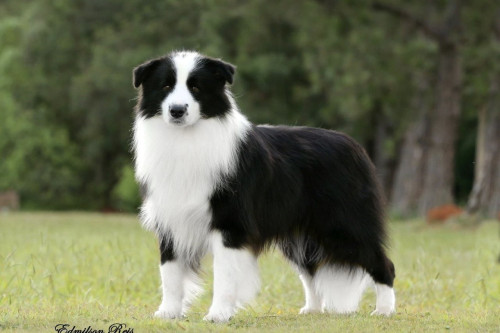 【送料無料/新品】 親犬紹介 - norru kennel ﾉｱｰﾙｹﾝﾈﾙ バッグ