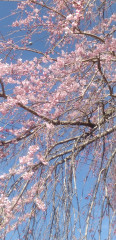 しだれ桜２０２２.jpg