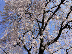 桜２０２３.jpg