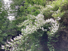 IMG_7699.jpeg