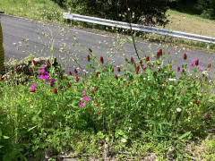 IMG_7895.jpeg