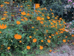 IMG_9029.jpeg