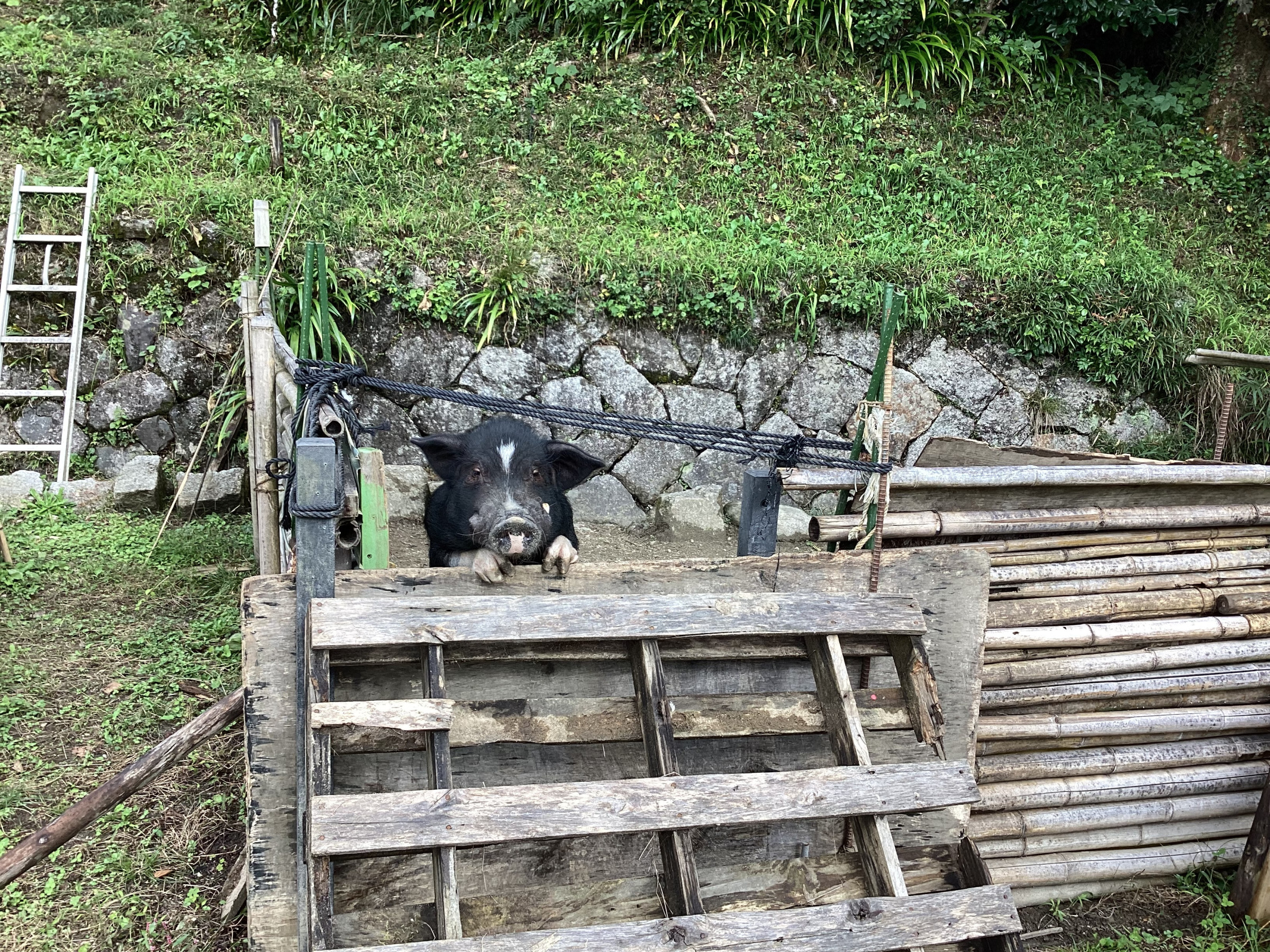 Boo太がこんにちは！