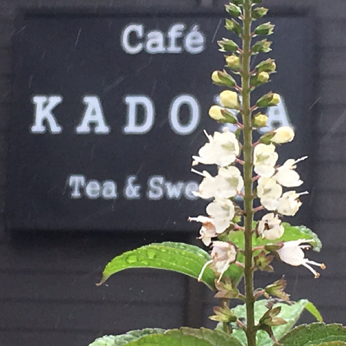 Cafe KADOYA