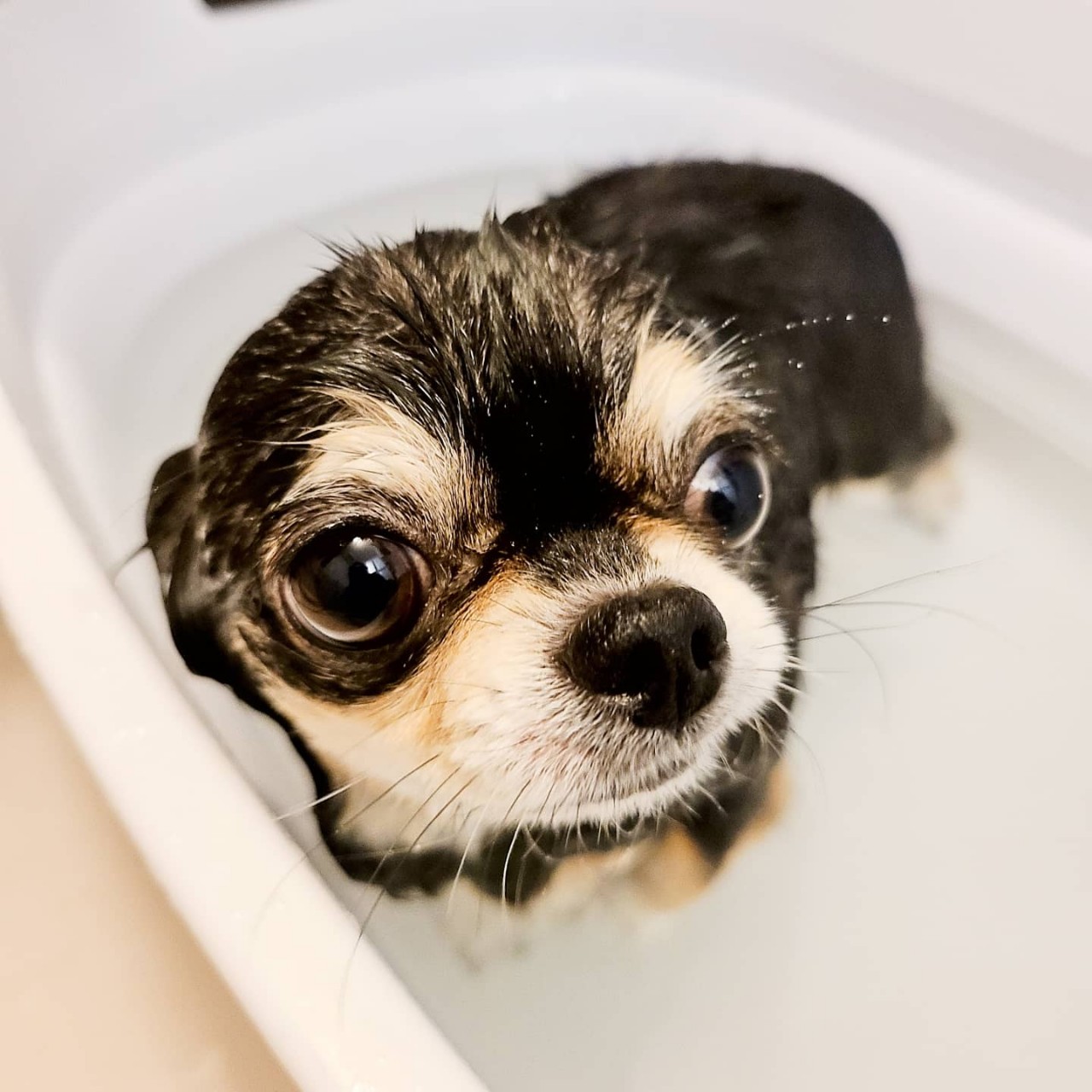 シャワー中の犬