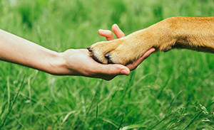 犬と人の握手