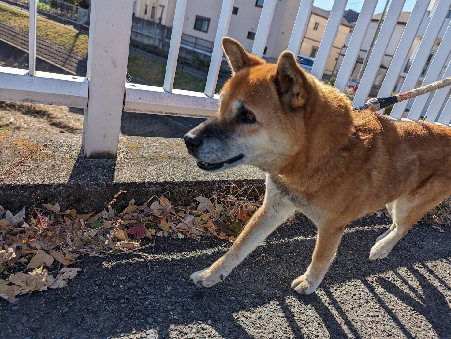 お散歩する犬