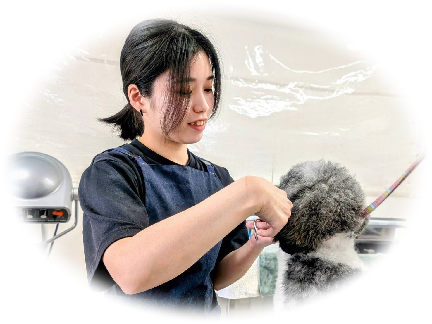 犬をトリミングする女性