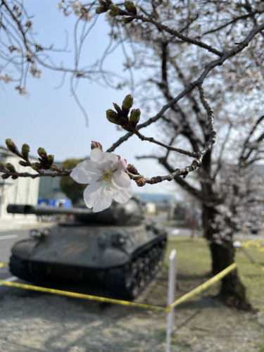 🌸✨桜鑑賞撮影会2026 グランプリ発表✨🌸