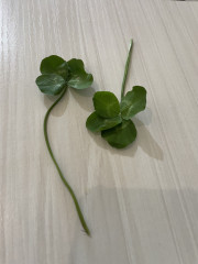 IMG_2055.jpeg