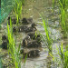 BB5D8133-DA6C-4009-BA3F-358DB38A5D60.jpeg