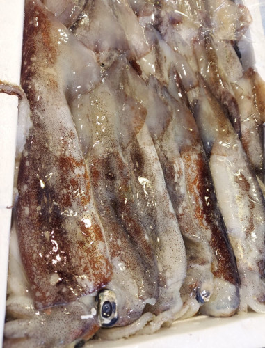 スルメイカ