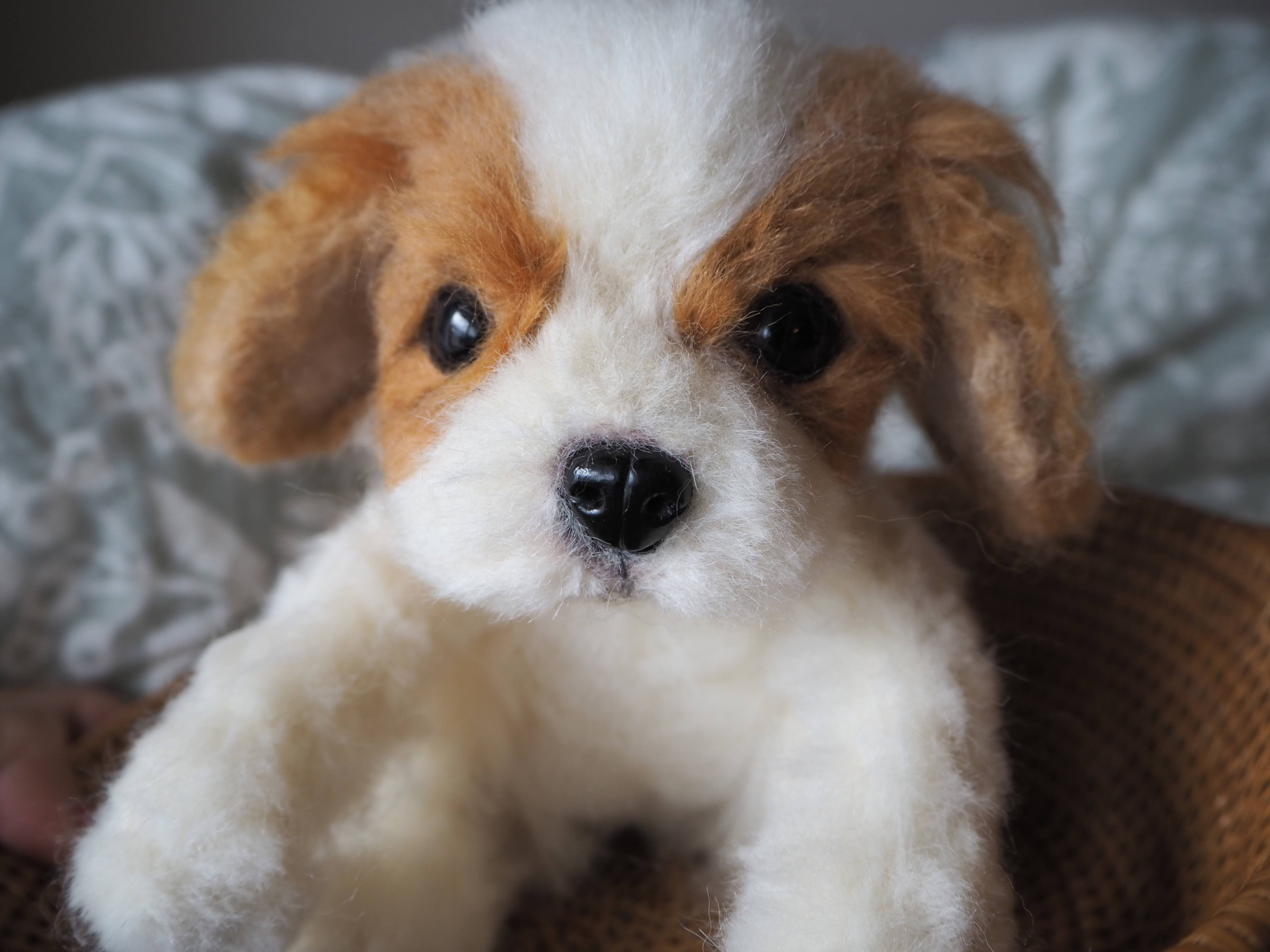 cavalier king charles spaniel