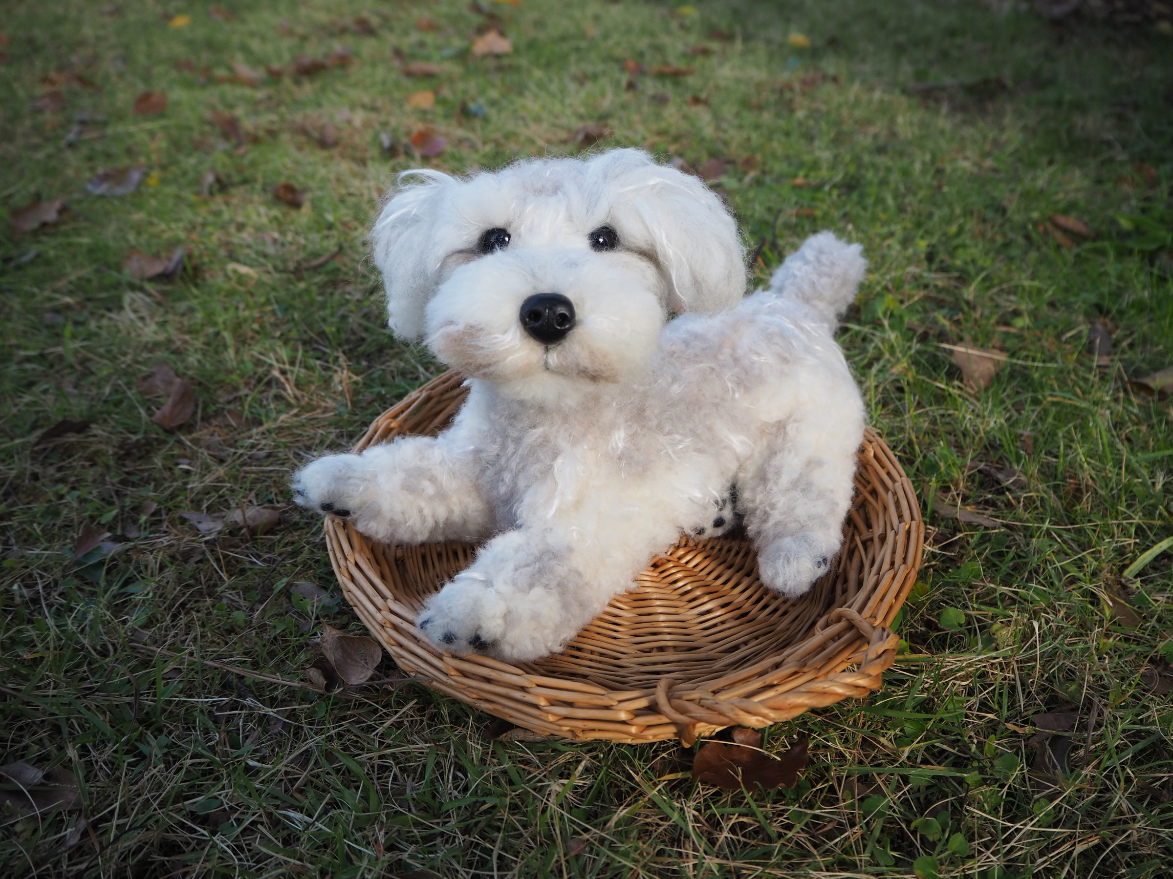 Miniature Schnauzer