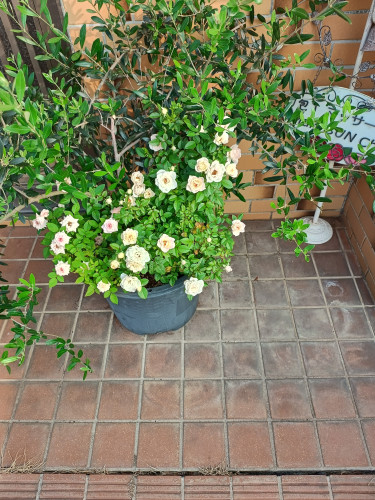 IMG_20250709_063215381_HDR.jpg