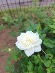 IMG_20251009_082200586.jpg