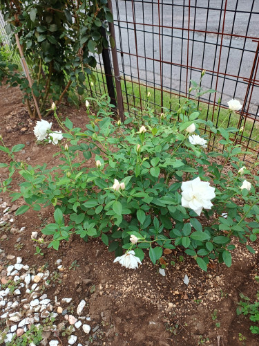 IMG_20251014_061417364_HDR.jpg