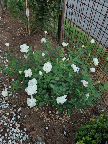 IMG_20251017_171514468.jpg
