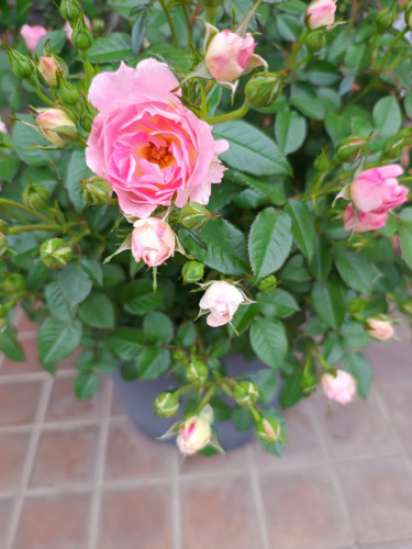 IMG_20260503_174740048.jpg