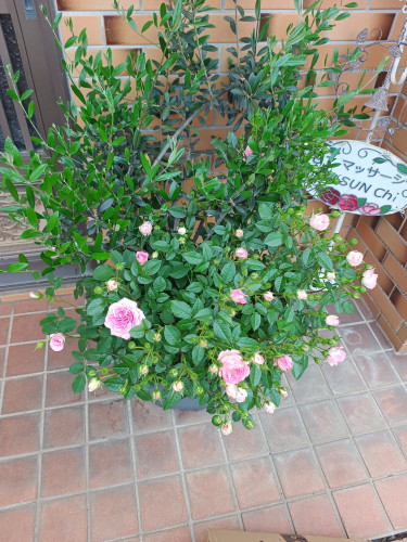 IMG_20260503_174744861.jpg