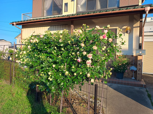 IMG_20260505_060214720_HDR.jpg