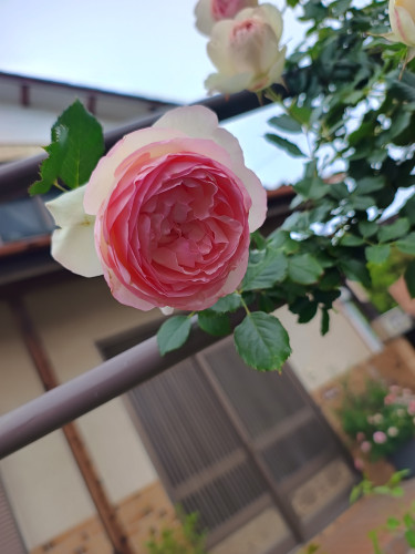 IMG_20260506_155808689_HDR.jpg