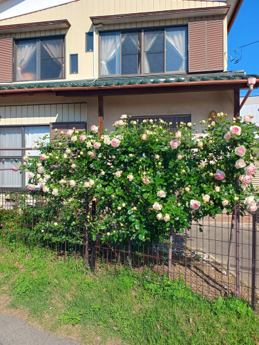 IMG_20260507_081002743_HDR.jpg