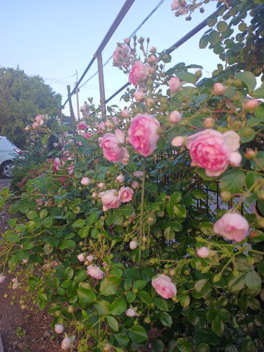 IMG_20260515_181615798.jpg