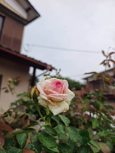 1781991144253.jpg