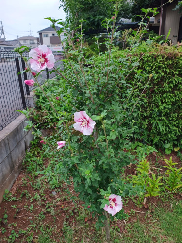 IMG_20260706_180418853_HDR.jpg