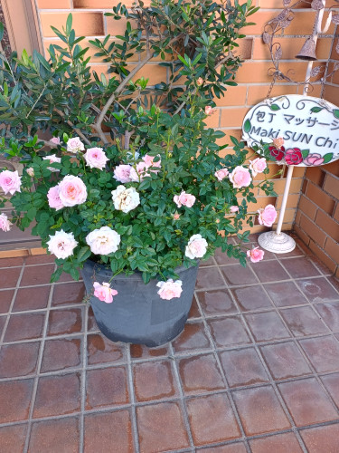 IMG_20261006_062948355_HDR.jpg
