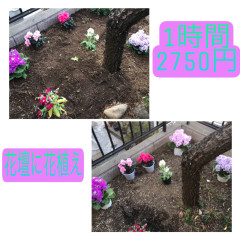 新　花壇に花植え.JPEG
