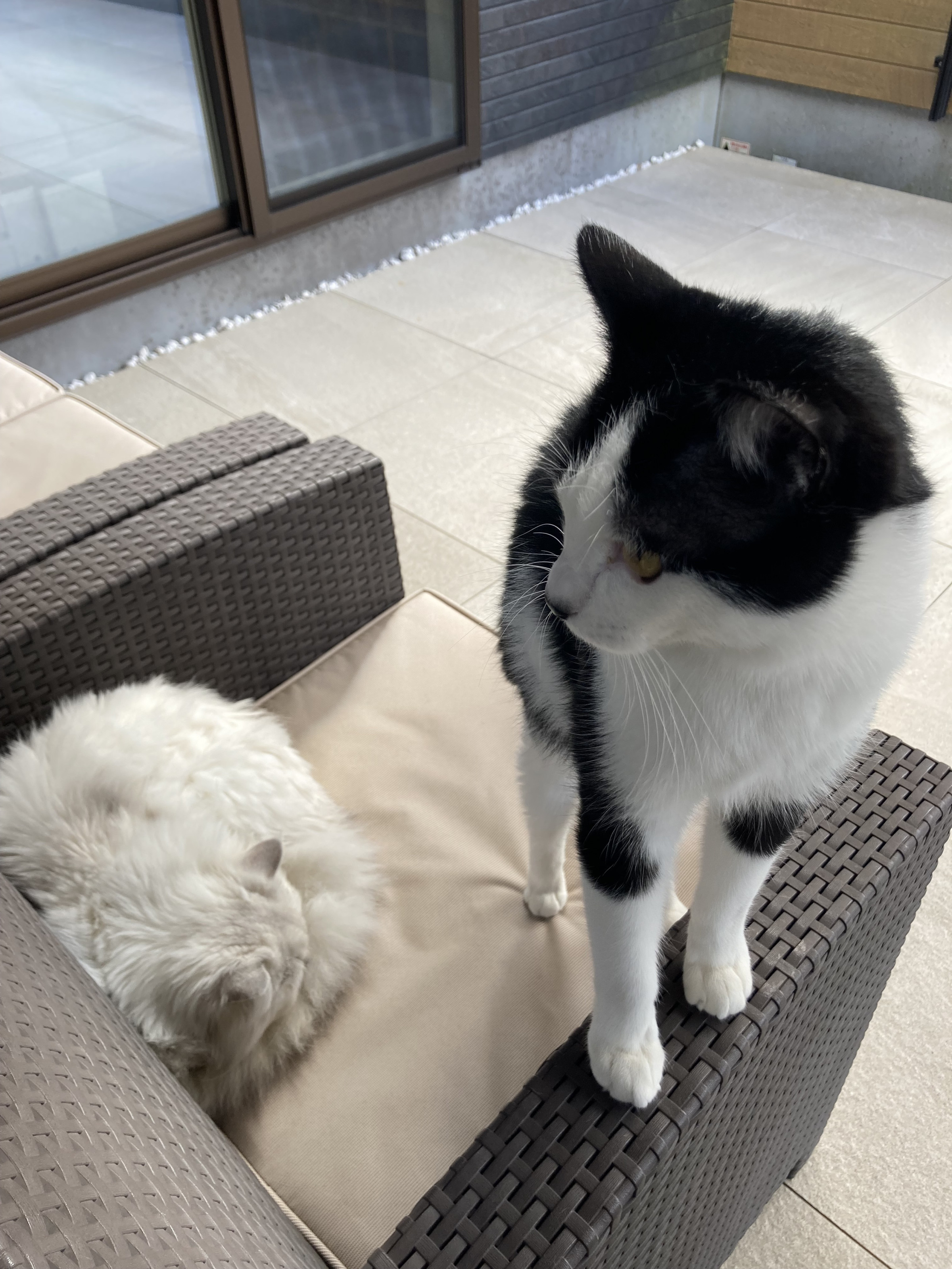 猫アレルギーの方はご遠慮ください