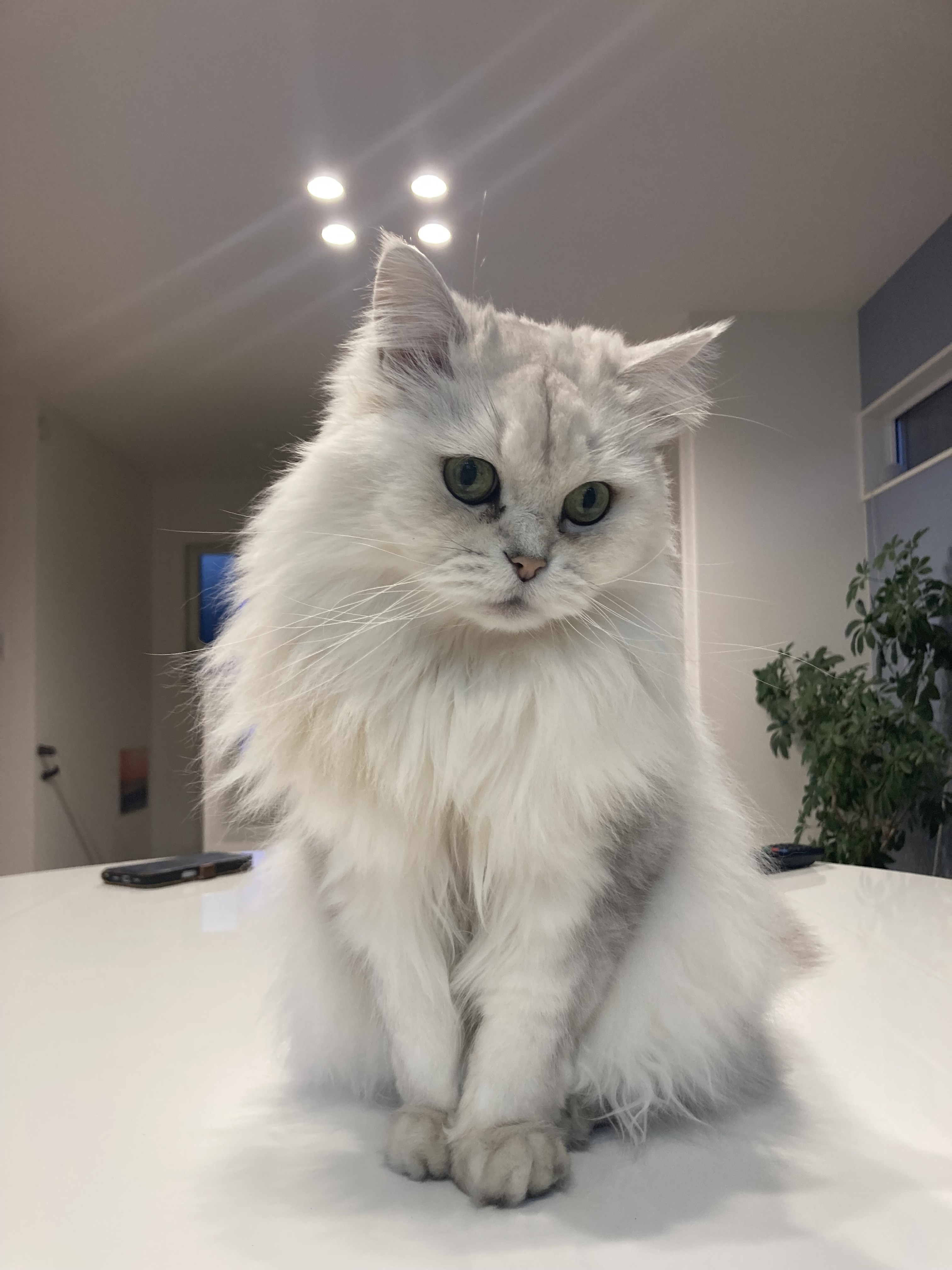 当サロンは猫がおります