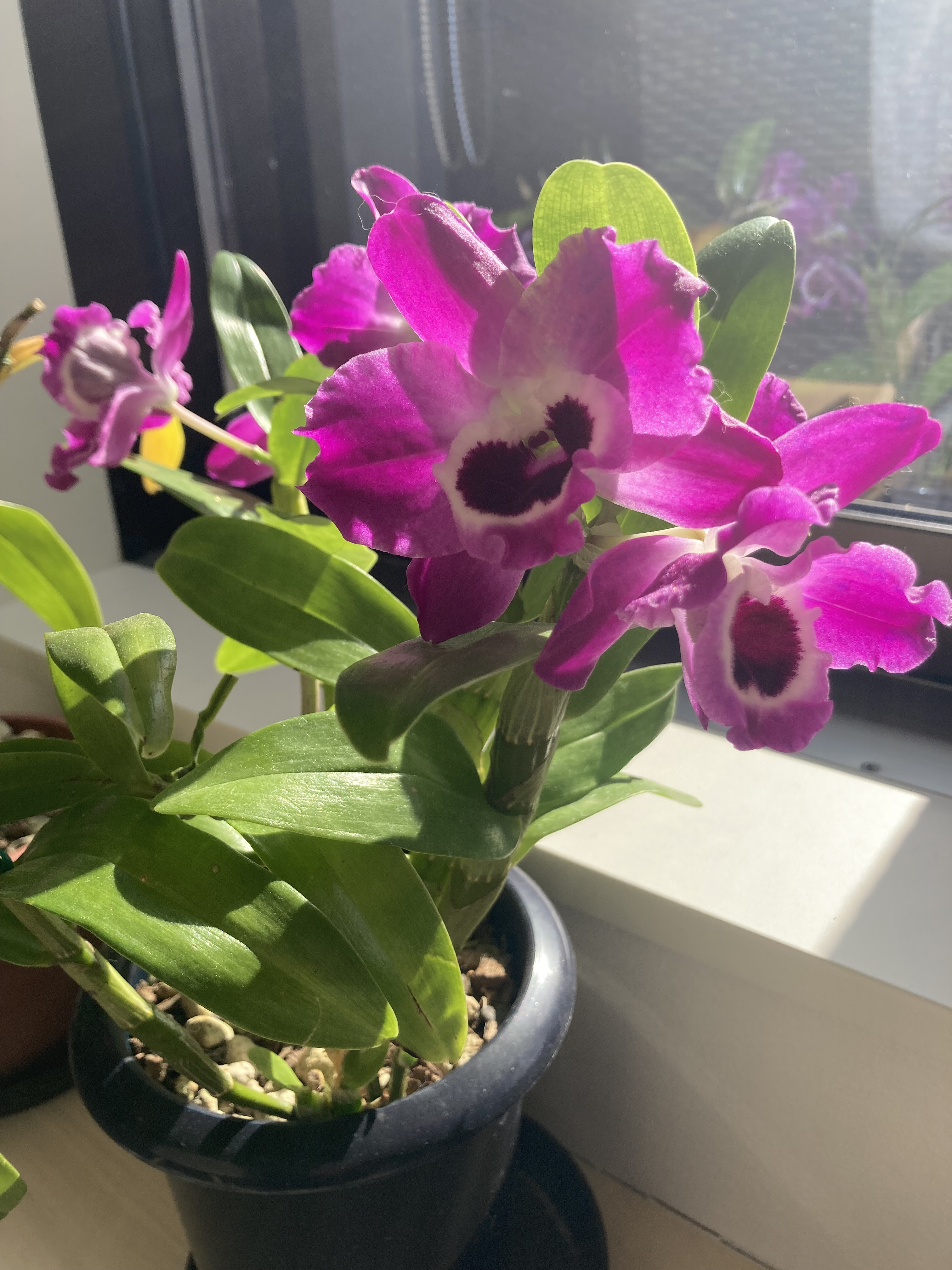 あけましておめでとうございます