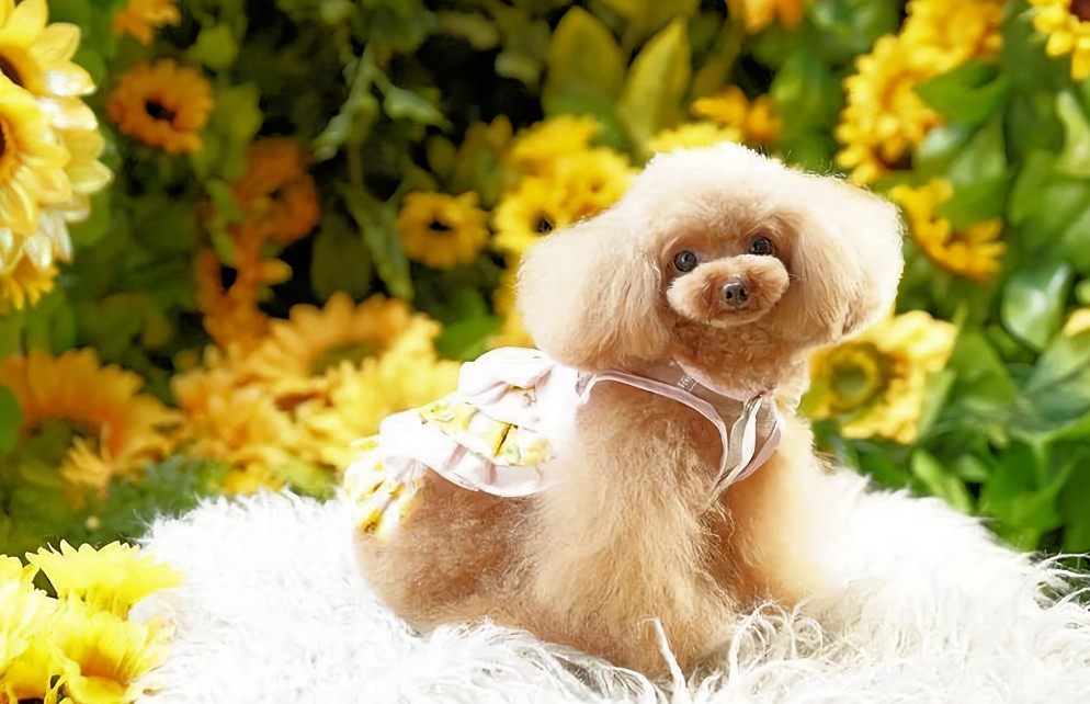 犬服 ミント☆ページ ハンドメイド ハンドメイド犬服 XXS〜XLサイズ 前開きロンパース オーダー頁