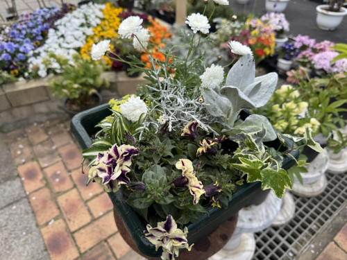 寄せ植え②.JPG