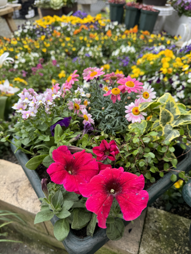 寄せ植えa.png