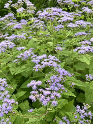 IMG_3336.jpeg