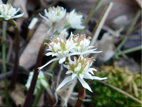 花樹木花公園賞 (1).jpeg