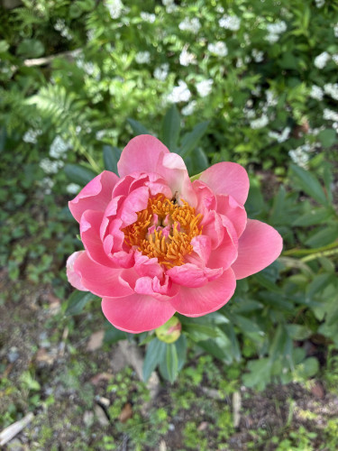 IMG_0164.jpeg