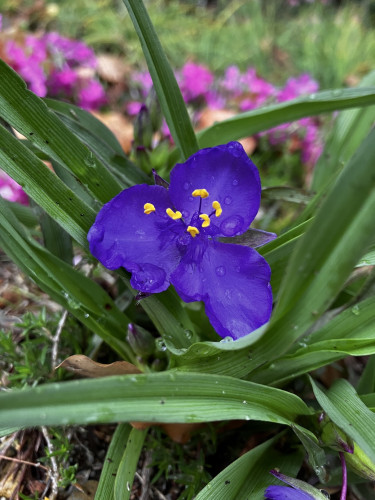 IMG_4735.jpeg