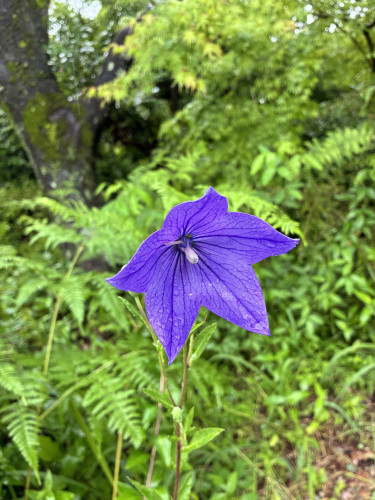 IMG_0838.jpeg