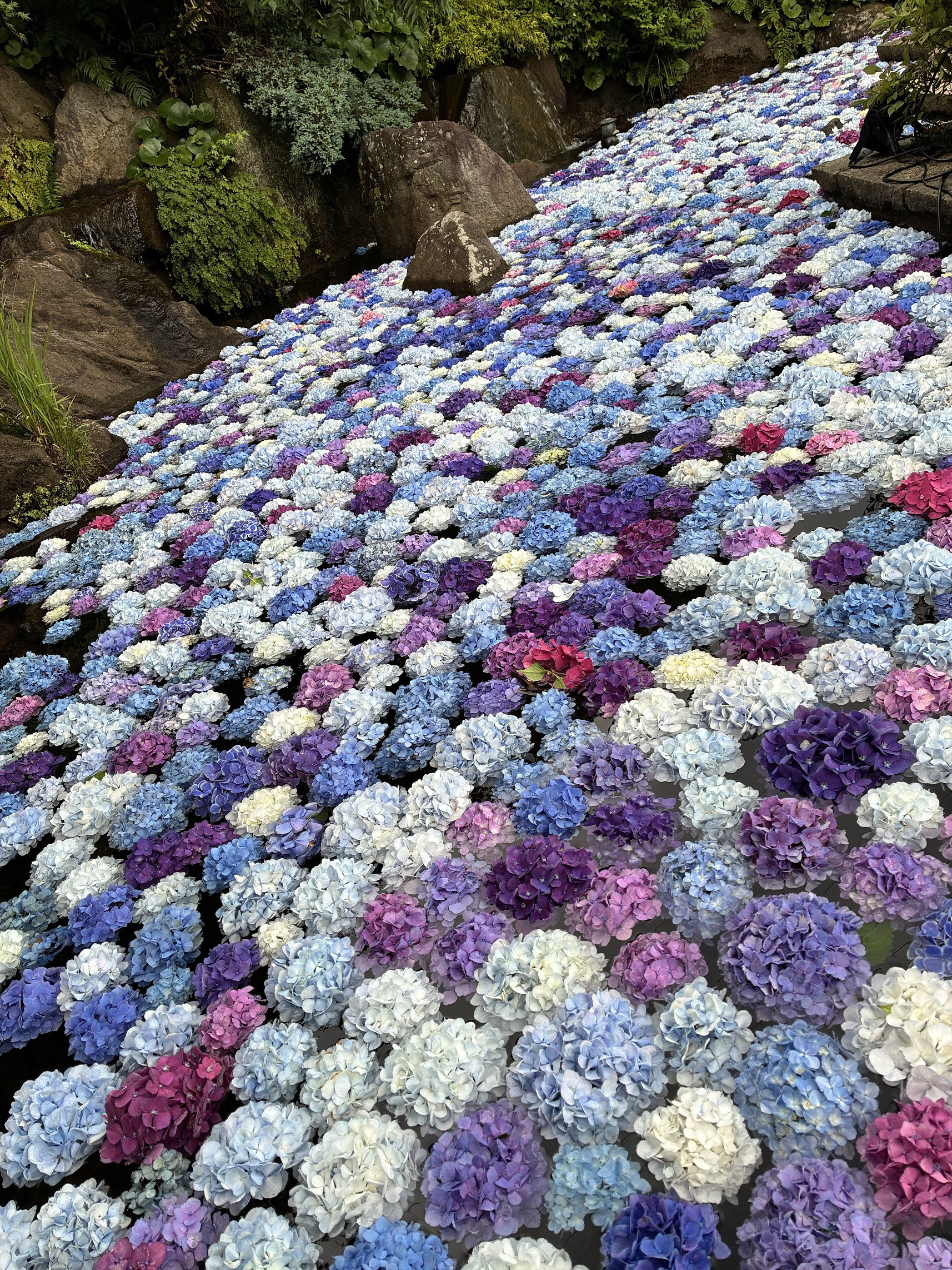アジサイ花手水：6月下旬